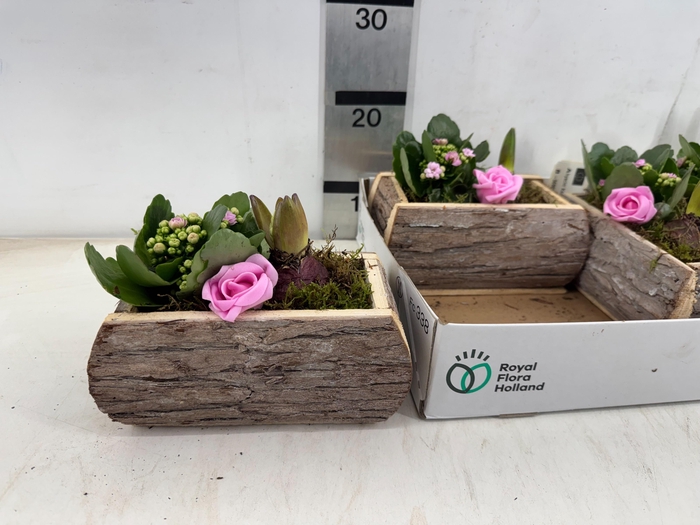 <h4>ARR PL IN SCHAAL</h4>