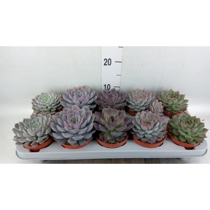 Echeveria   ...mix