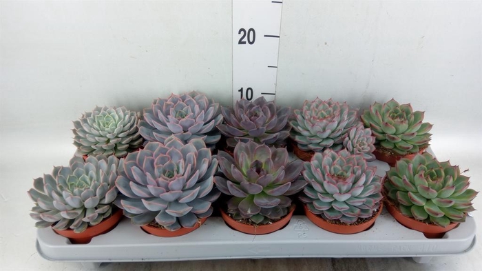 <h4>Echeveria   ...mix</h4>