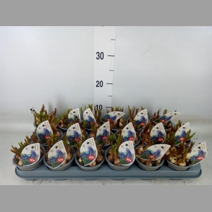 Muscari  'Night Eyes'