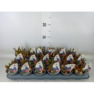 Muscari  'Night Eyes'