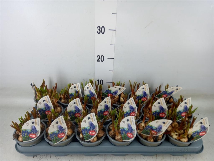 <h4>Muscari  'Night Eyes'</h4>