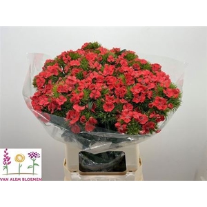 Di Barb S Will Coral