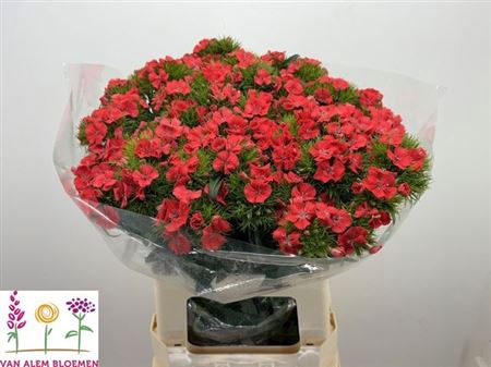 <h4>Di Barb S Will Coral</h4>