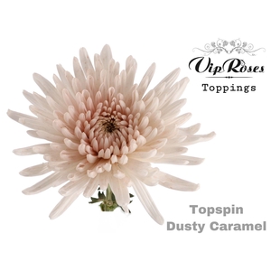 Chr G Topspin Paint Dusty Caramel