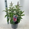 Buddleja Butterfly Candy Gemengd