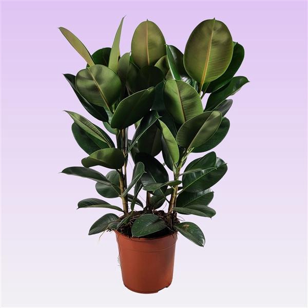 <h4>Ficus elastica 'Robusta' toef 95cm toef</h4>