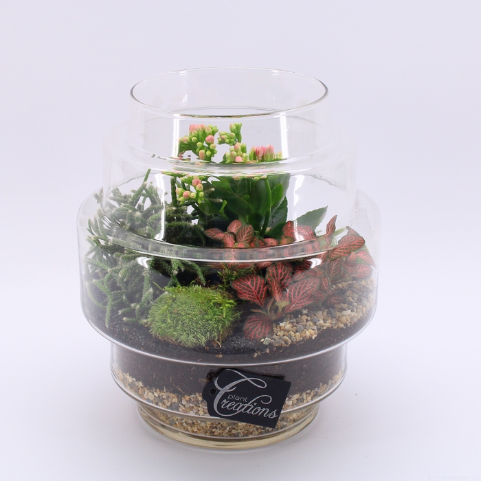 ESCR-2430 Essentials terrarium