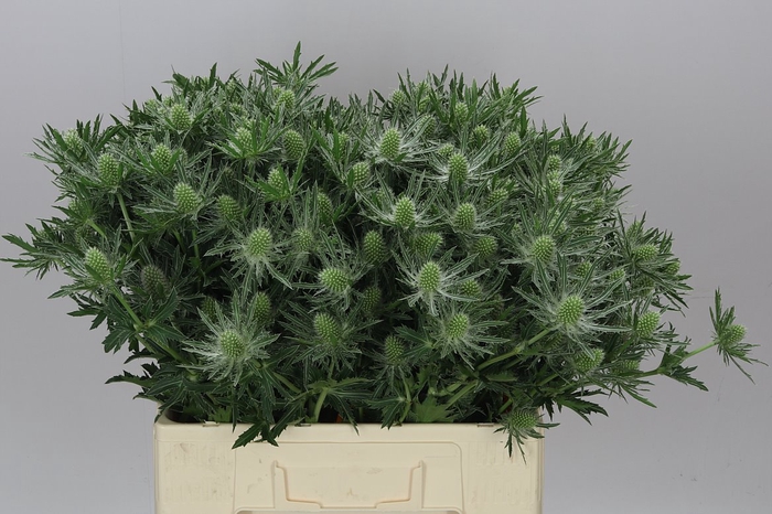 <h4>Eryngium Sirius</h4>