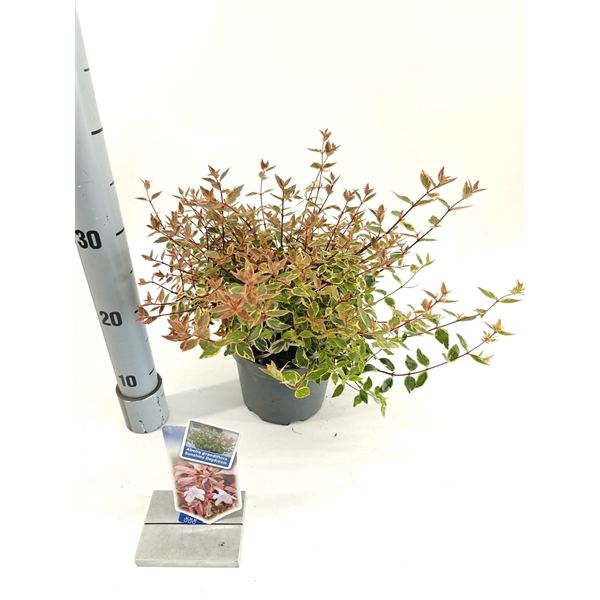 <h4>Abelia grandiflora Sunshine Daydream ('Abelops'PBR)</h4>