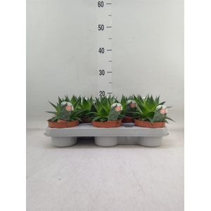 Aloe aristata 'Cosmo'