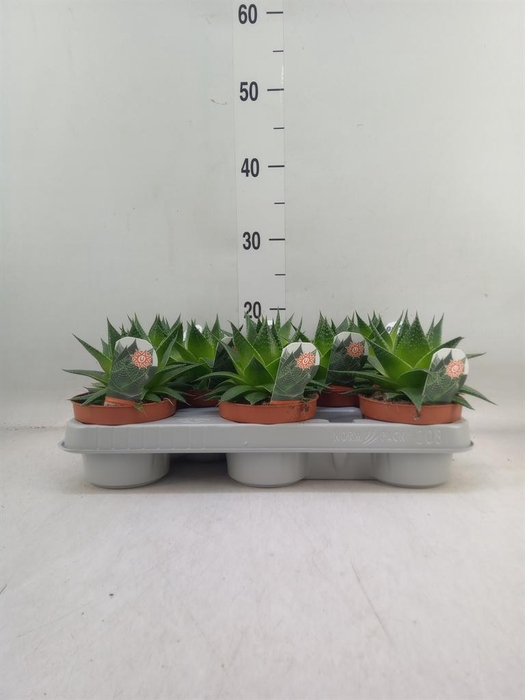 <h4>Aloe aristata 'Cosmo'</h4>