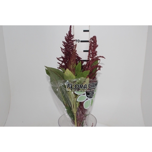 AMARANTHUS VINHO