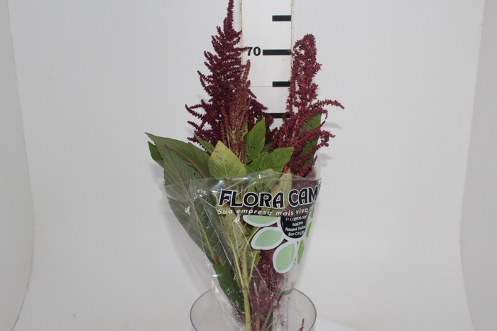<h4>AMARANTHUS VINHO</h4>