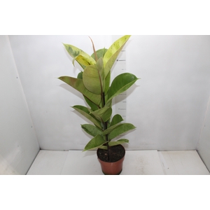 FICUS ELASTICA SHIVEREANA MOONSHINE P17