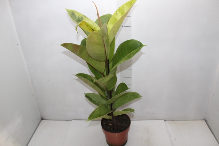 <h4>FICUS ELASTICA SHIVEREANA MOONSHINE P17</h4>
