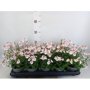 Diascia  'Piccadilly Appleblossom'