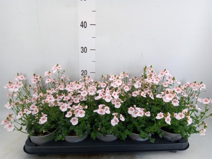 <h4>Diascia  'Piccadilly Appleblossom'</h4>