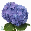HYDRANGEA  'ELBTAL BLUE'
