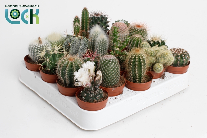 <h4>CACTUS GEM 18 SRT</h4>