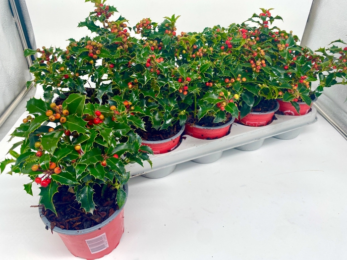 <h4>ILEX AQ ALASKA</h4>