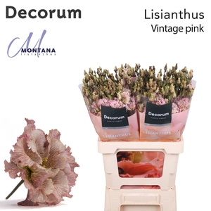 Eustoma russ. DU   ...