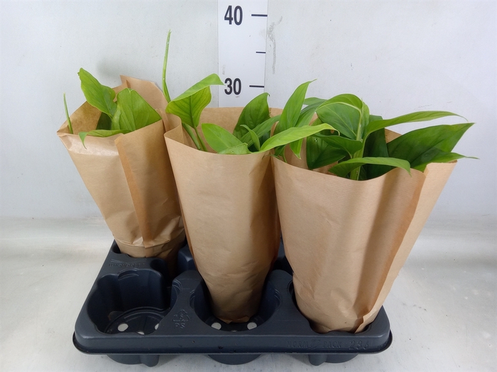 <h4>Monstera   ...</h4>