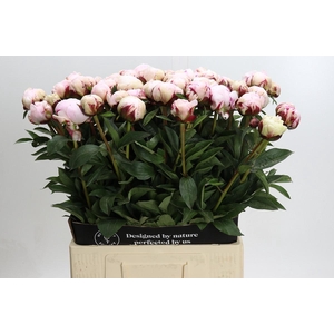 Paeonia Reine Hortense