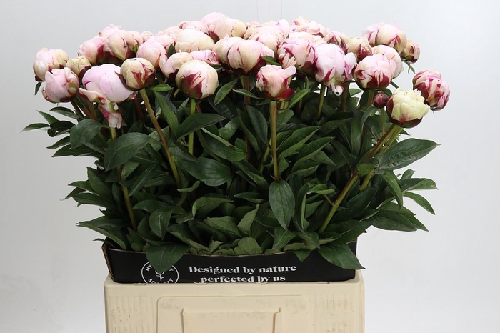 <h4>Paeonia Reine Hortense</h4>