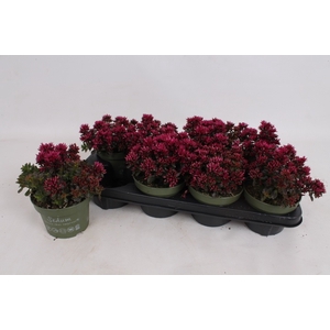 SEDUM SPU SPOT D ROS