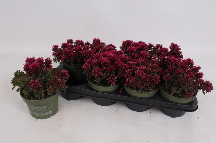 <h4>SEDUM SPU SPOT D ROS</h4>