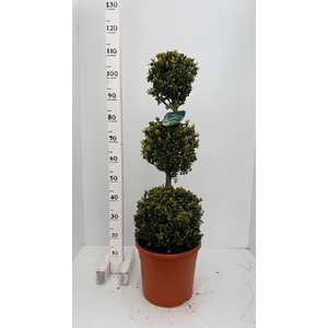 BUXU SEMPERVIRENS