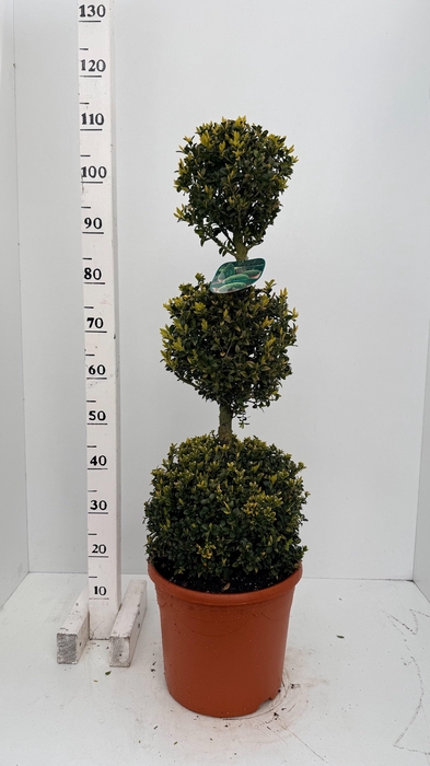 <h4>BUXU SEMPERVIRENS</h4>