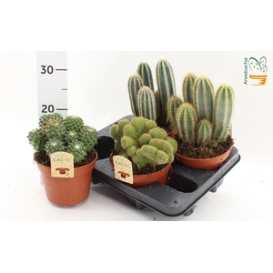 Cactus gemengd