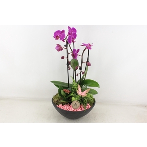 arr2 PL - Ebbischaal x2 phal. roze