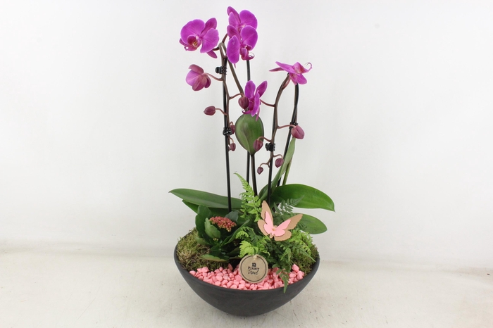 <h4>arr2 PL - Ebbischaal x2 phal. roze</h4>