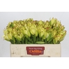 Leucadendron Goldstrike