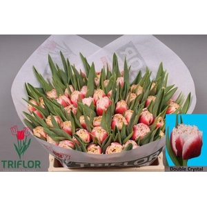 TU FR DOUBLE CRYSTAL