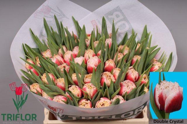 <h4>TU FR DOUBLE CRYSTAL</h4>