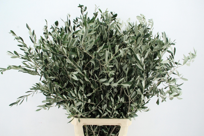 <h4>OLEA EUROPAEA PER STEM</h4>