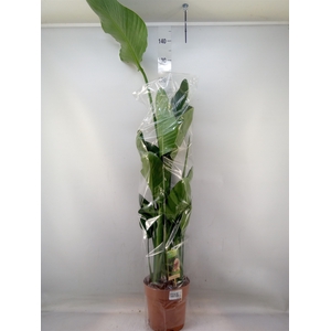 Strelitzia nicolai