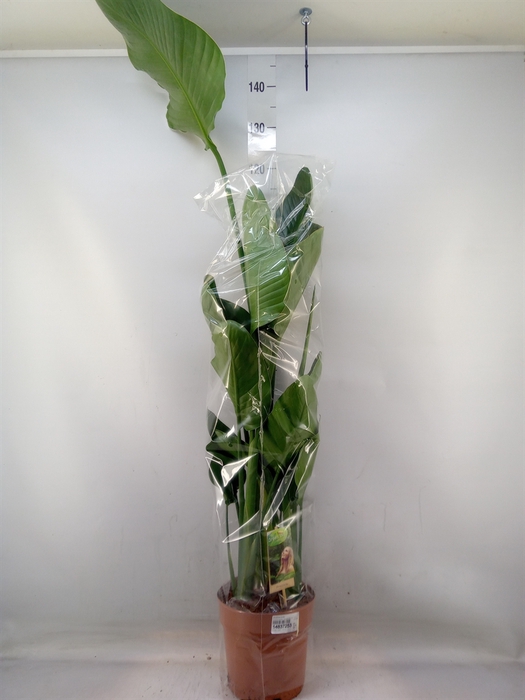<h4>Strelitzia nicolai</h4>
