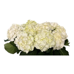 HYDR M CH WHI VERENA WHITE 40 CM