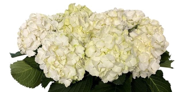<h4>HYDR M CH WHI VERENA WHITE 40 CM</h4>