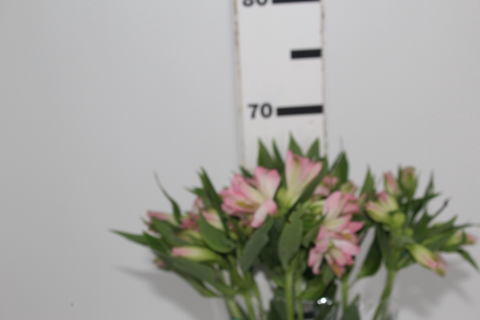 <h4>ALST. DUBAI 070 CM</h4>