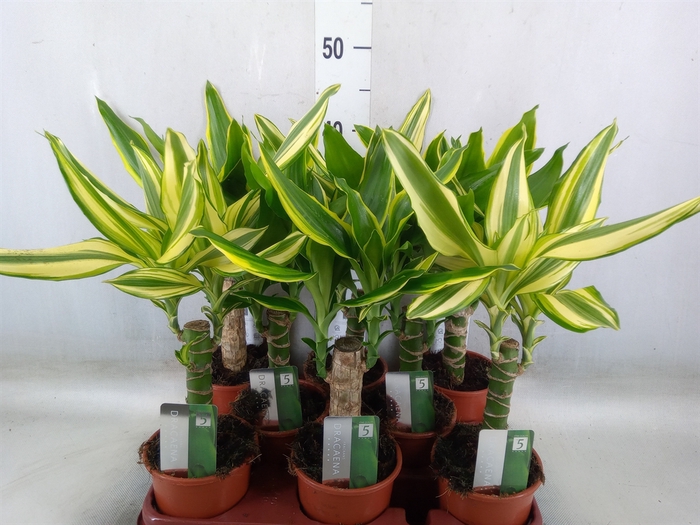 <h4>Dracaena frag.   ...mix 3</h4>