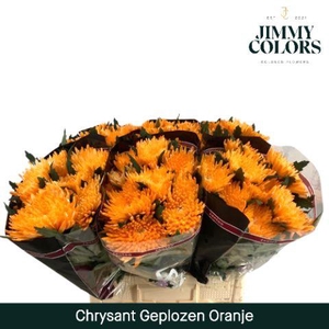 Chr G Topspin Orange