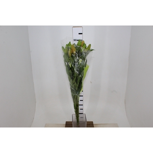 LIRIO HONESTY 090 CM HA 3/4 FLS