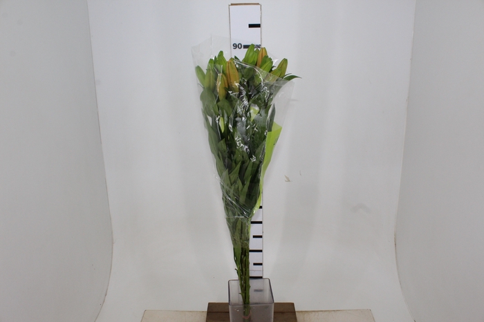 LIRIO HONESTY 090 CM HA 3/4 FLS