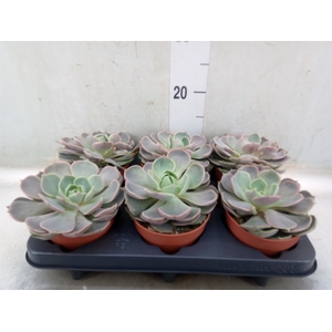 Echeveria  'Lotus'